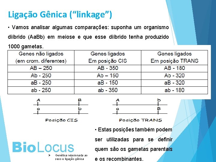 Ligação Gênica (“linkage”) • Vamos analisar algumas comparações: suponha um organismo diíbrido (Aa. Bb)