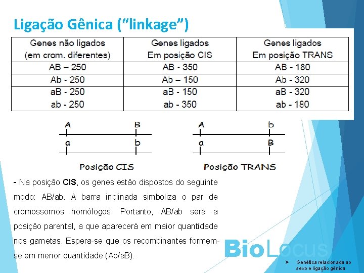 Ligação Gênica (“linkage”) - Na posição CIS, os genes estão dispostos do seguinte modo: