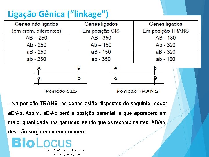 Ligação Gênica (“linkage”) - Na posição TRANS, os genes estão dispostos do seguinte modo: