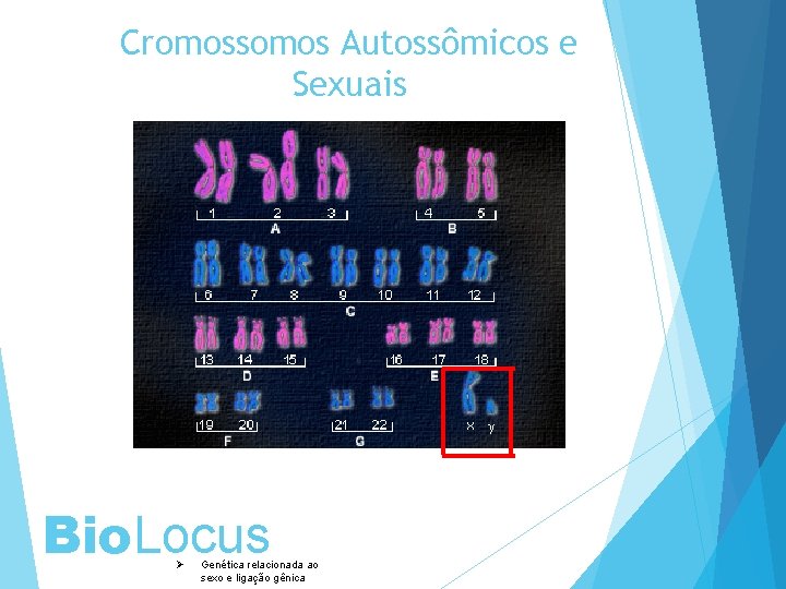 Cromossomos Autossômicos e Sexuais Bio. Locus Ø Genética relacionada ao sexo e ligação gênica