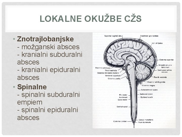 LOKALNE OKUŽBE CŽS • Znotrajlobanjske - možganski absces - kranialni subduralni absces - kranialni