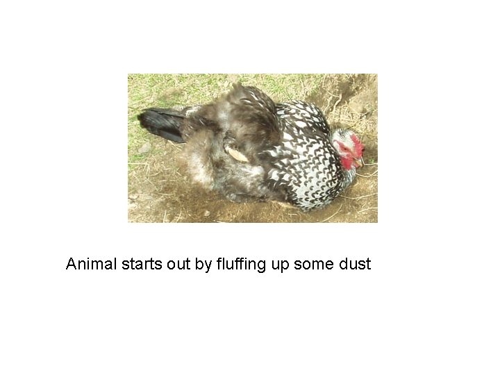 Animal starts out by fluffing up some dust 