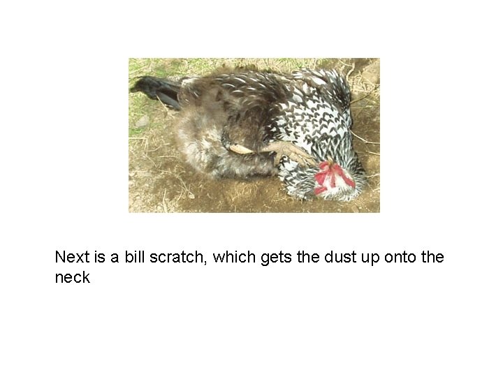 Next is a bill scratch, which gets the dust up onto the neck 