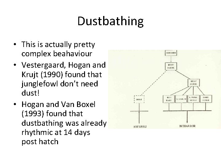 Dustbathing • This is actually pretty complex beahaviour • Vestergaard, Hogan and Krujt (1990)