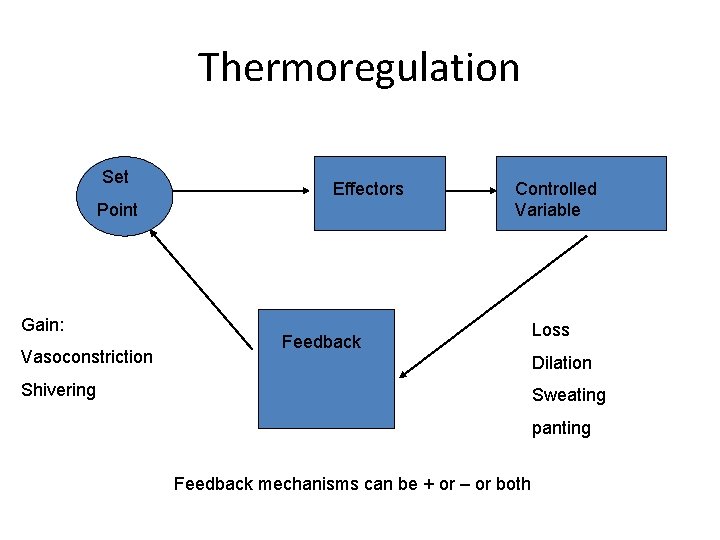 Thermoregulation Set Effectors Point Gain: Vasoconstriction Controlled Variable Feedback Loss Dilation Shivering Sweating panting