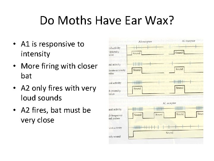 Do Moths Have Ear Wax? • A 1 is responsive to intensity • More