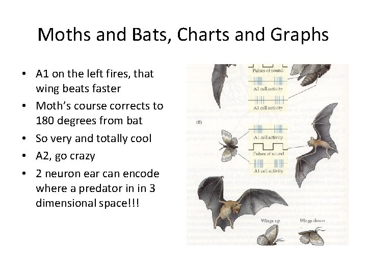 Moths and Bats, Charts and Graphs • A 1 on the left fires, that