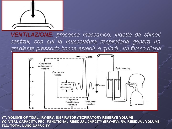 VENTILAZIONE: processo meccanico, indotto da stimoli centrali, con cui la muscolatura respiratoria genera un