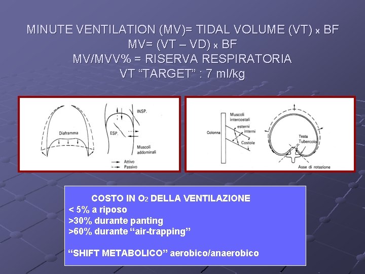 MINUTE VENTILATION (MV)= TIDAL VOLUME (VT) X BF MV= (VT – VD) X BF