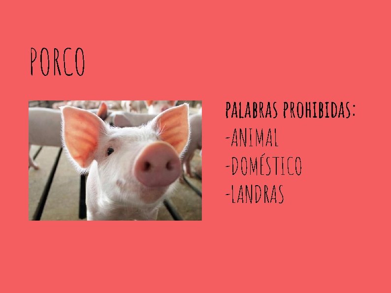 PORCO palabras prohibidas: -ANIMAL -DOMÉSTICO -LANDRAS 