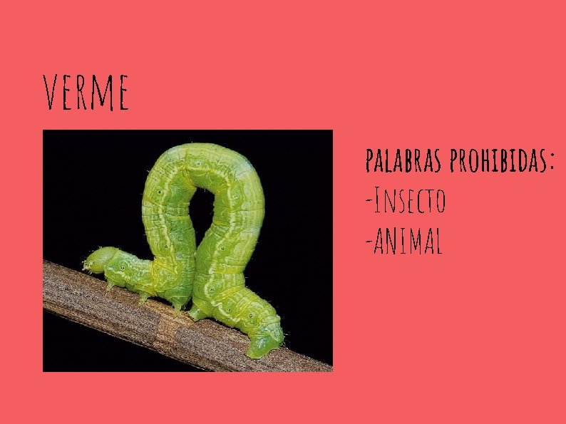 verme palabras prohibidas: -Insecto -ANIMAL 