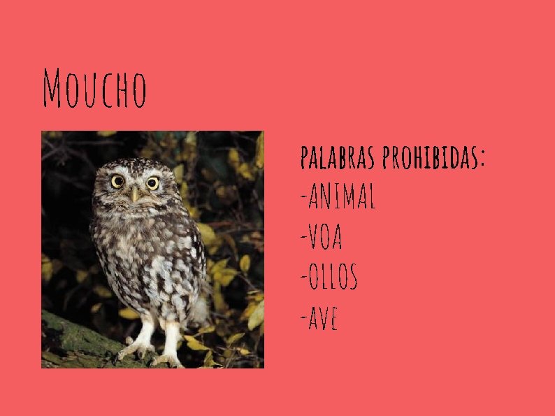 Moucho palabras prohibidas: -ANIMAL -VOA -OLLOS -ave 