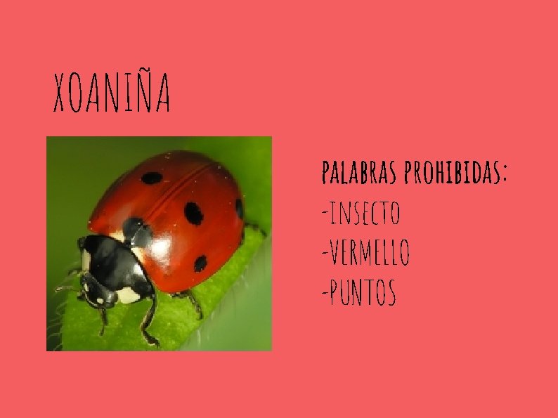 XOANIÑA palabras prohibidas: -insecto -VERMELLO -PUNTOS 