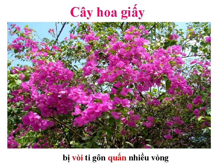 Cây hoa giấy bị vòi ti gôn quấn nhiều vòng 