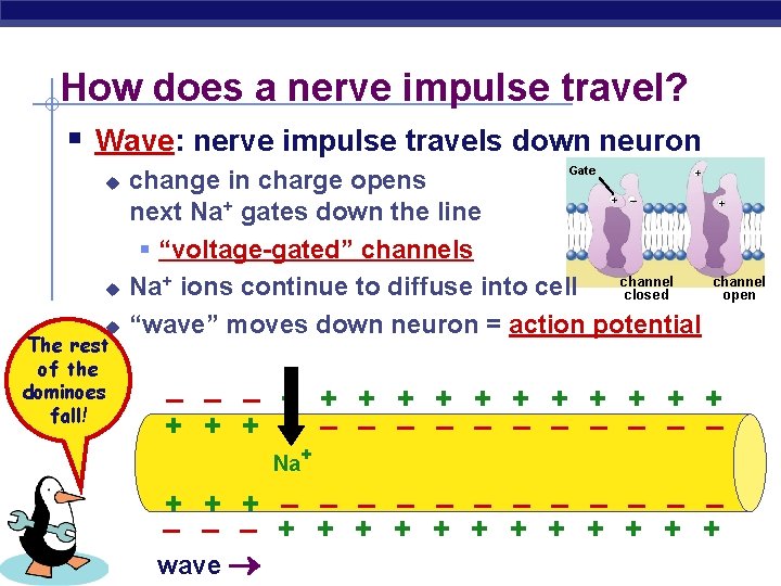 How does a nerve impulse travel? § Wave: nerve impulse travels down neuron u