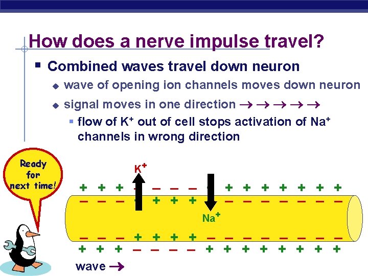 How does a nerve impulse travel? § Combined waves travel down neuron u u