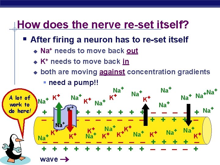 How does the nerve re-set itself? § After firing a neuron has to re-set