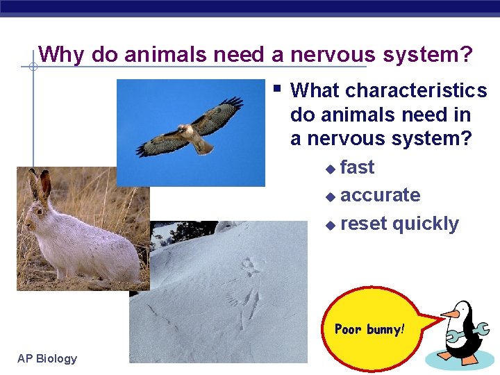Why do animals need a nervous system? § What characteristics do animals need in