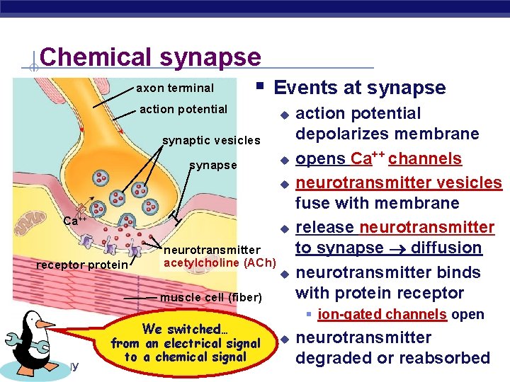 Chemical synapse axon terminal § Events at synapse action potential u synaptic vesicles synapse