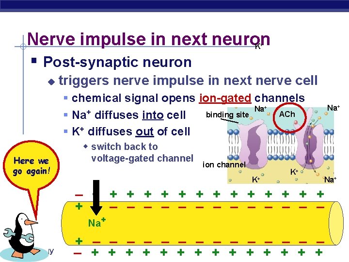 Nerve impulse in next neuron K § Post-synaptic neuron + u triggers nerve impulse