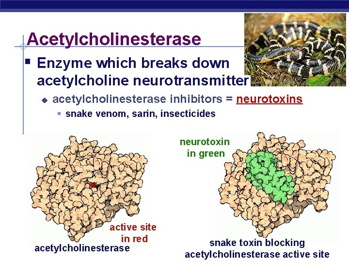 Acetylcholinesterase § Enzyme which breaks down acetylcholine neurotransmitter u acetylcholinesterase inhibitors = neurotoxins §
