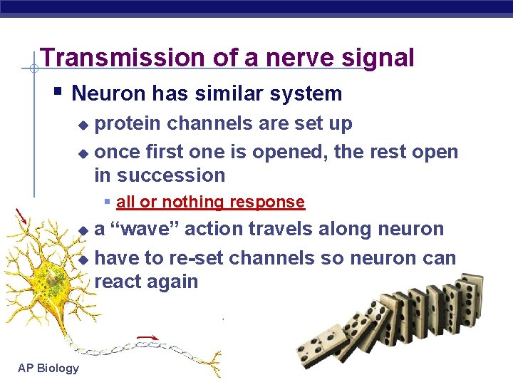Transmission of a nerve signal § Neuron has similar system protein channels are set