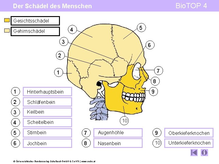 Bio. TOP 4 Der Schädel des Menschen Gesichtsschädel 5 4 Gehirnschädel 3 6 2
