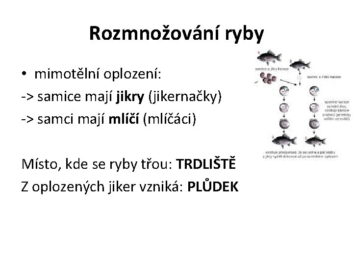 Rozmnožování ryby • mimotělní oplození: -> samice mají jikry (jikernačky) -> samci mají mlíčí