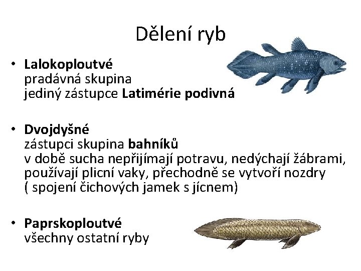 Dělení ryb • Lalokoploutvé pradávná skupina jediný zástupce Latimérie podivná • Dvojdyšné zástupci skupina