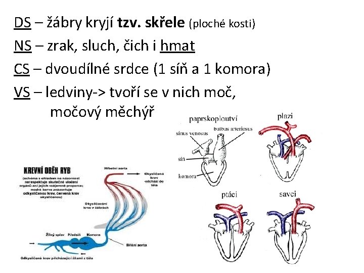 DS – žábry kryjí tzv. skřele (ploché kosti) NS – zrak, sluch, čich i