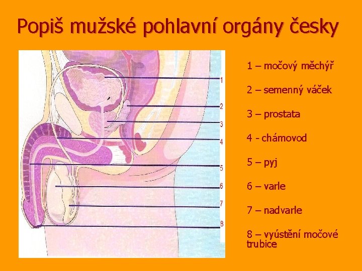 Popiš mužské pohlavní orgány česky 1 – močový měchýř 2 – semenný váček 3