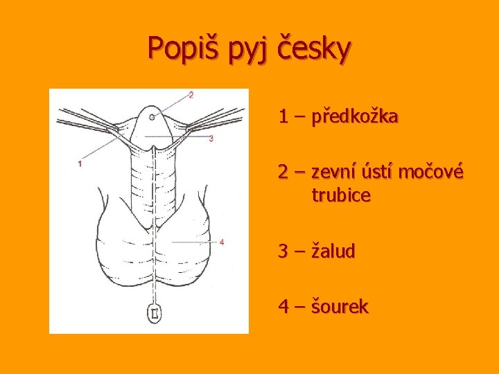 Popiš pyj česky 1 – předkožka 2 – zevní ústí močové trubice 3 –