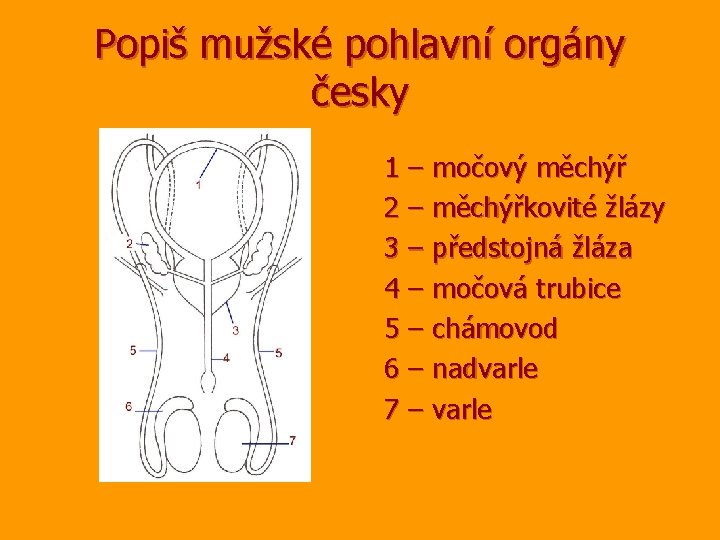 Popiš mužské pohlavní orgány česky 1 – močový měchýř 2 – měchýřkovité žlázy 3