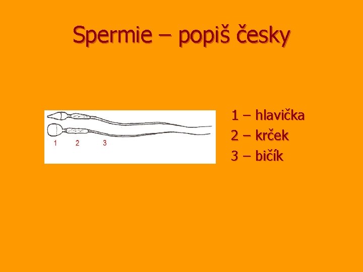 Spermie – popiš česky 1 – hlavička 2 – krček 3 – bičík 