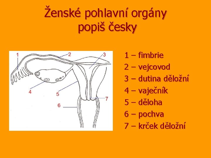 Ženské pohlavní orgány popiš česky 1 – fimbrie 2 – vejcovod 3 – dutina