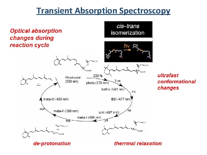 Transient Absorption Spectroscopy 