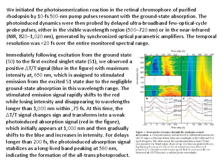 We initiated the photoisomerization reaction in the retinal chromophore of purified rhodopsin by 10