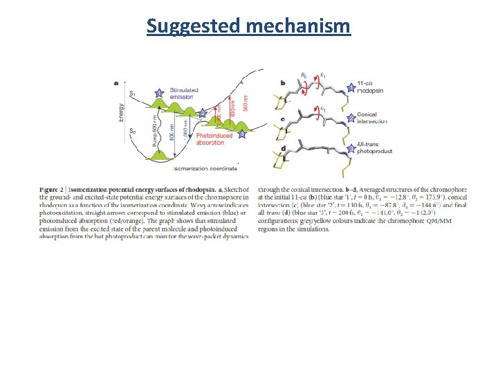 Suggested mechanism 