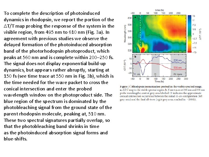 To complete the description of photoinduced dynamics in rhodopsin, we report the portion of