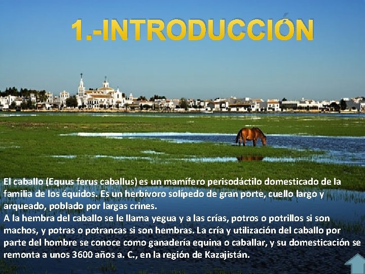 1. -INTRODUCCIÓN El caballo (Equus ferus caballus) es un mamífero perisodáctilo domesticado de la