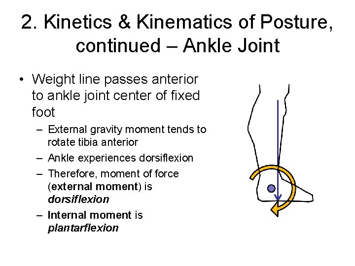 2. Kinetics & Kinematics of Posture, continued – Ankle Joint • Weight line passes