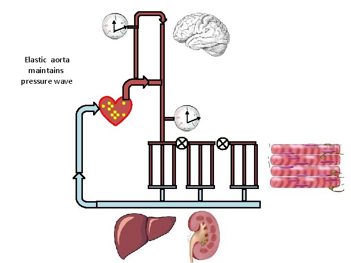 Elastic aorta maintains pressure wave 