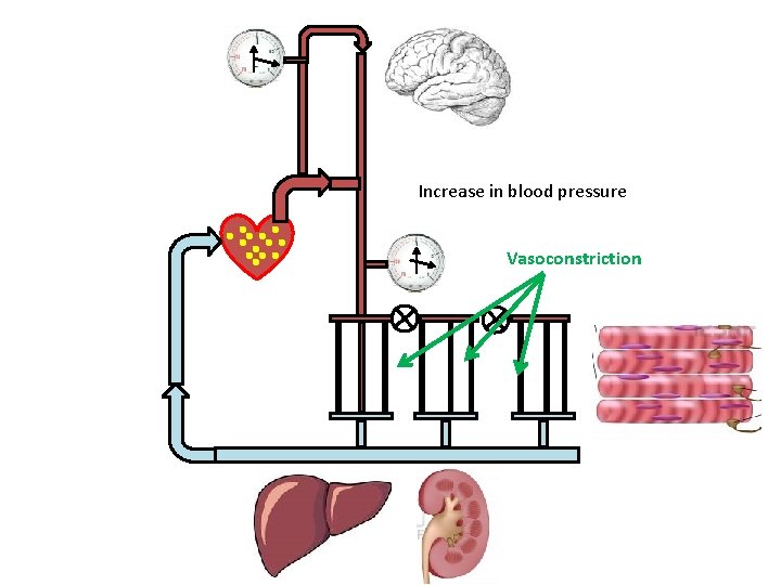 Increase in blood pressure Vasoconstriction 