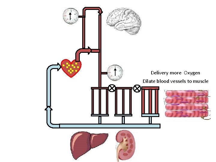 Delivery more Oxygen Dilate blood vessels to muscle 