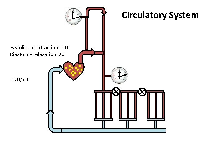 Circulatory System Systolic – contraction 120 Diastolic - relaxation 70 120/70 