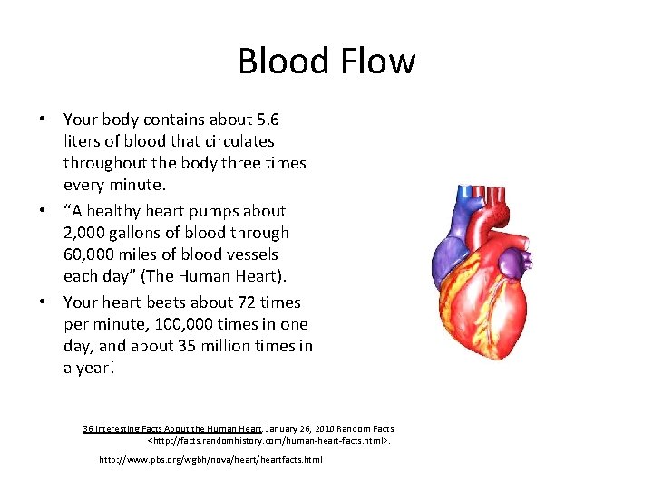 Blood Flow • Your body contains about 5. 6 liters of blood that circulates