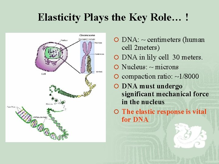 Elasticity Plays the Key Role… ! ¡ DNA: ~ centimeters (human ¡ ¡ ¡