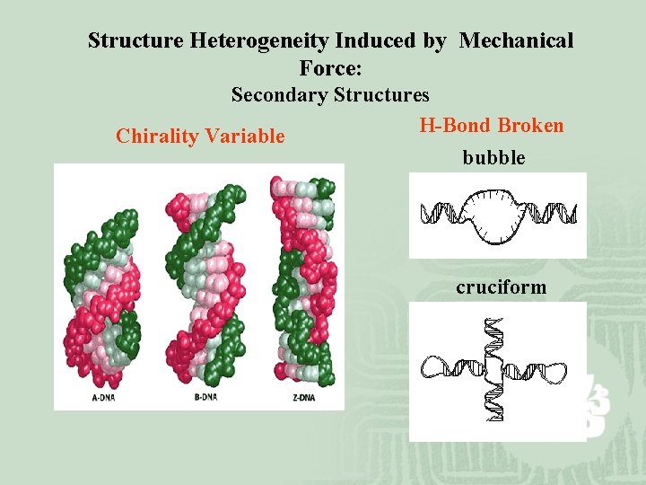 Structure Heterogeneity Induced by Mechanical Force: Secondary Structures H-Bond Broken Chirality Variable bubble cruciform