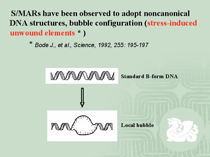  S/MARs have been observed to adopt noncanonical DNA structures, bubble configuration (stress-induced unwound