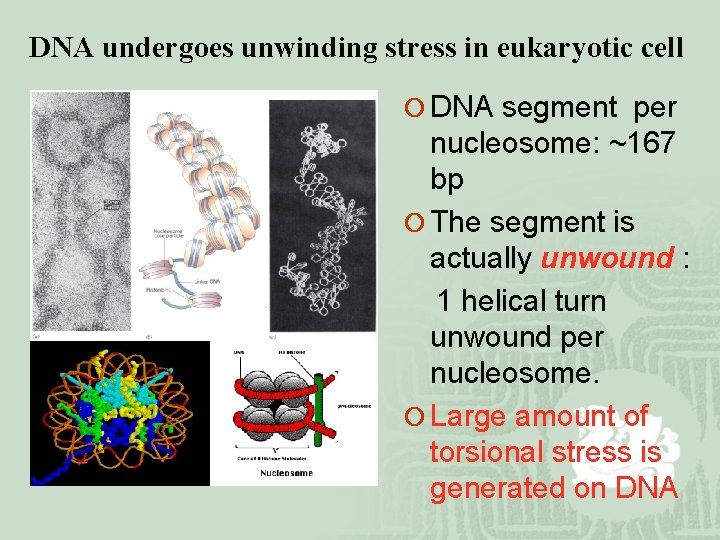 DNA undergoes unwinding stress in eukaryotic cell ¡ DNA segment per nucleosome: ~167 bp